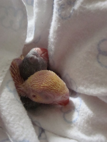 They are 27 Day`s Old