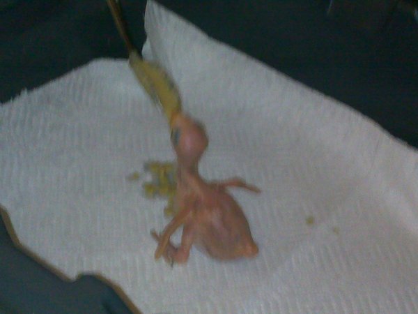He/she loves his food! Wings spread, and all excited lol.<br />Sorry for the terrible pic.  On hubbys phone.