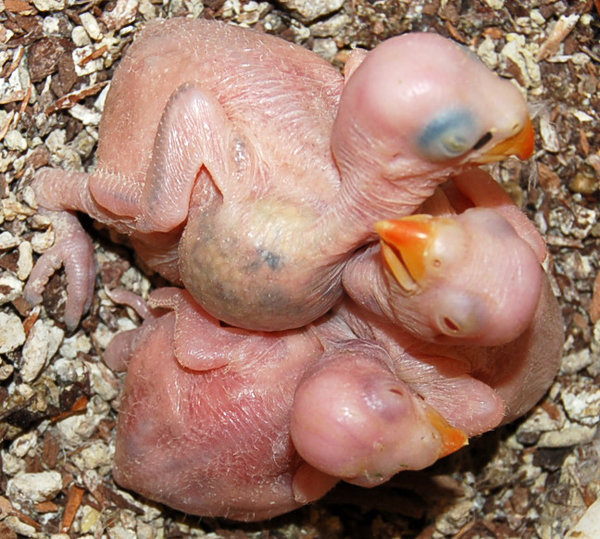sky n wboy chicks.jpg