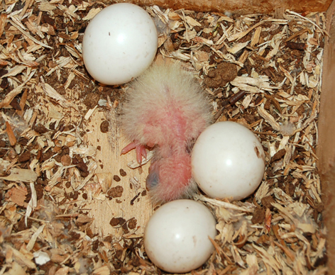 sun conure chick4.jpg
