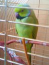 This is my 2 year old Indian Ringneck Buddy