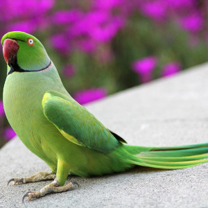 Indianringneck Com Learn About Your Feathered Family Member,Orchid Flower Mantis