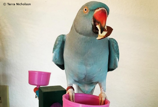 blue-female-indian-ringneck