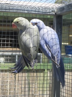 DF Violet DF Turq & Violet blue nestmates  2013 - Copy.JPG
