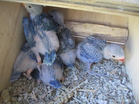2013 Violet turq & DF Violet Turq  nest.JPG
