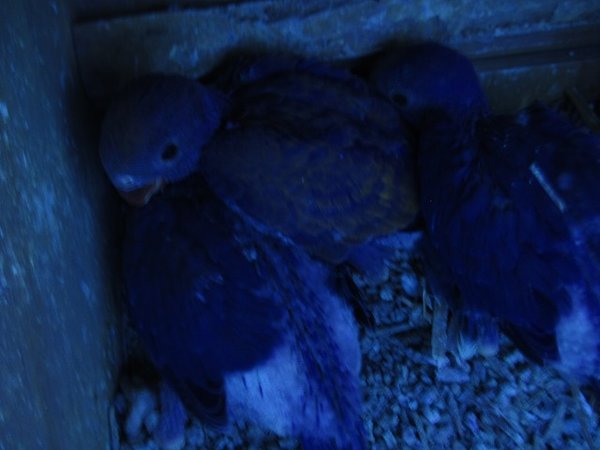 IMG_1956 Violet nest under UV lighting.JPG