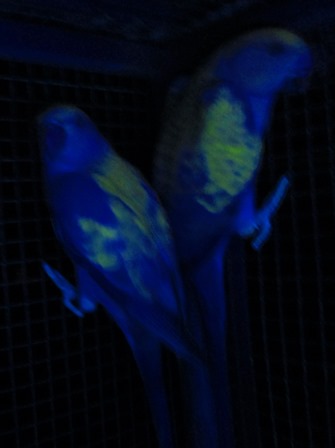 Single & DF turq Violets Under UV Light.JPG
