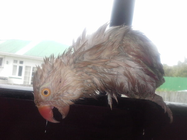 jack post shower