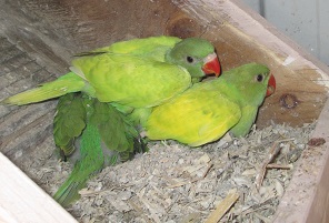 2013 green pieds.JPG