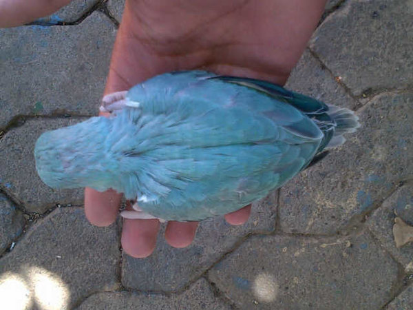 blue.jpg