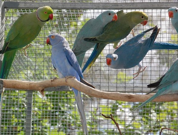 family.jpg (97.21 KiB) Viewed 18477 times Violet female on perch<br />two in question back right