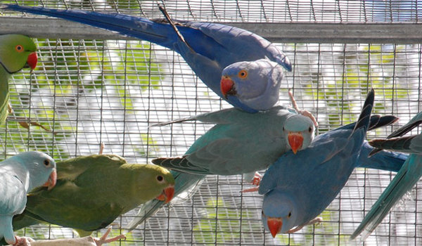 family-3.jpg (96.26 KiB) Viewed 18476 times Violet hen top.<br />Two in question bottom left and right