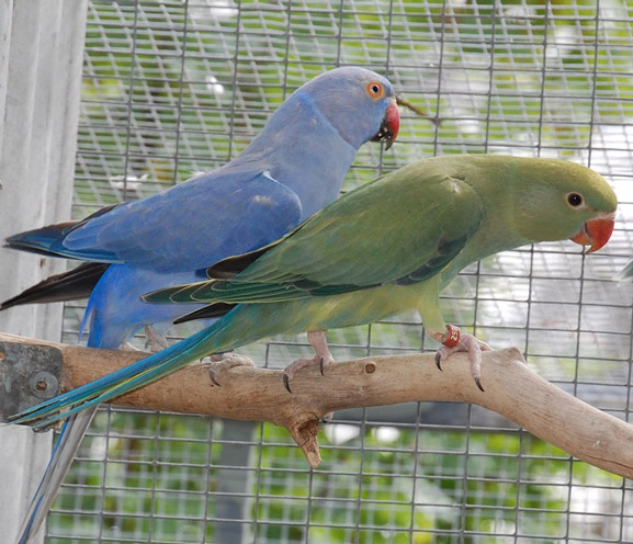 Cobalt violet green? violet hen behind