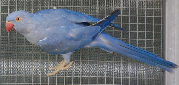 cobalt-violet.jpg (86.98 KiB) Viewed 18477 times Sold to me as a cobalt violet