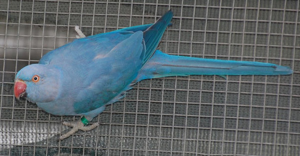 cobalt.jpg (89.12 KiB) Viewed 18476 times Cobalt split CHCT