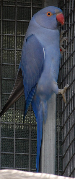 violet-hen.jpg (97.35 KiB) Viewed 18477 times Mature violet hen - Same light as cobalt and cobalt violet above