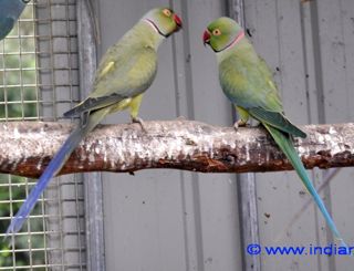 DF Violet Green &amp; SF Violet Green