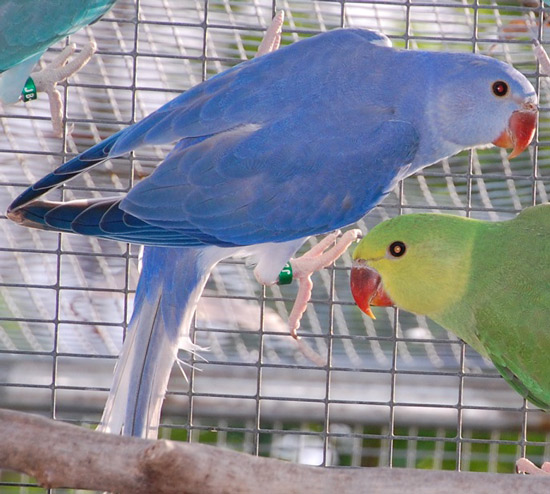 Violet CHCT flash on