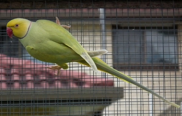 IRN Pallid 1.jpg