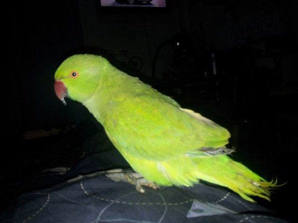 image.jpg