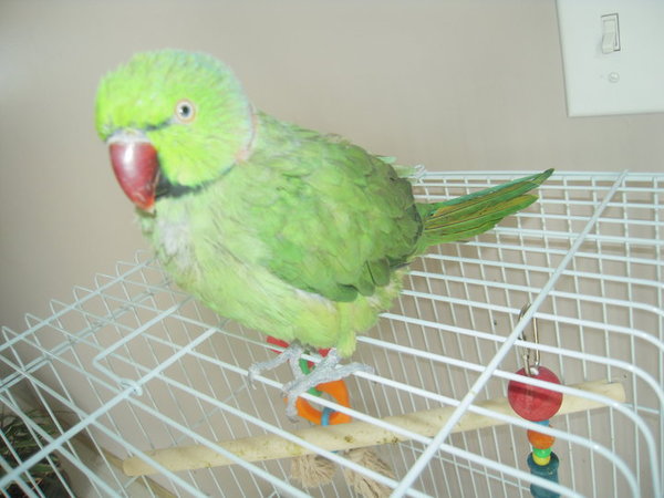 Thats Sazu, He looks greasy, I believe he is molting but are they suppose to have a greasy complexion when they molt?