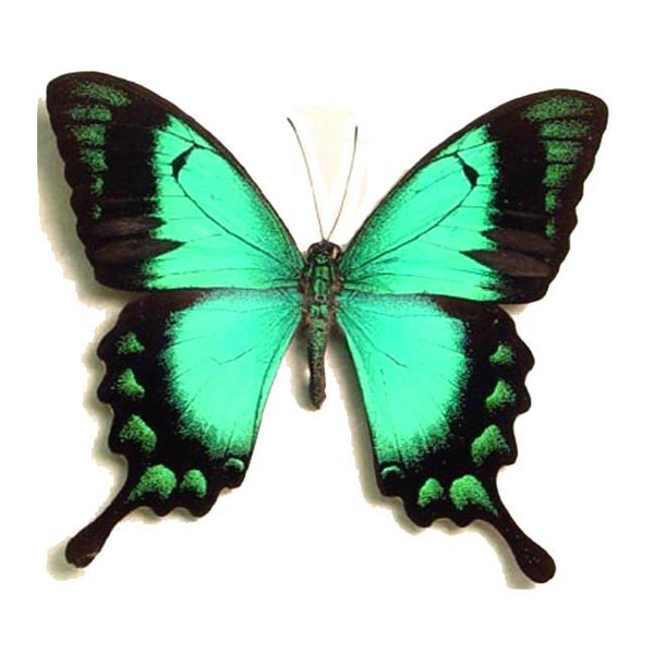 seagreen swallowtail.jpg