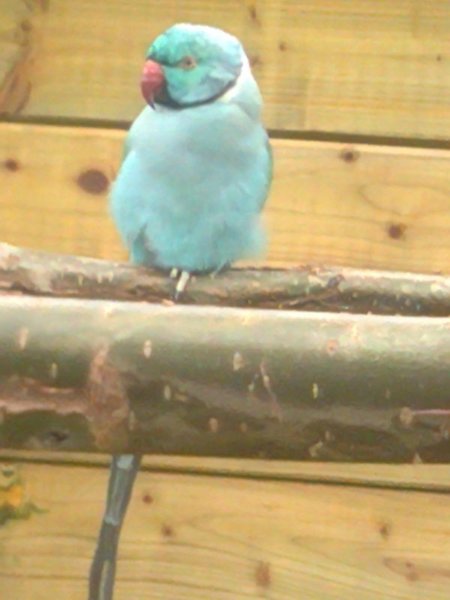 turquoise tete tachetee de noir.jpg