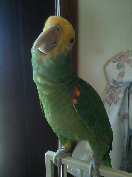 My DYH amazon