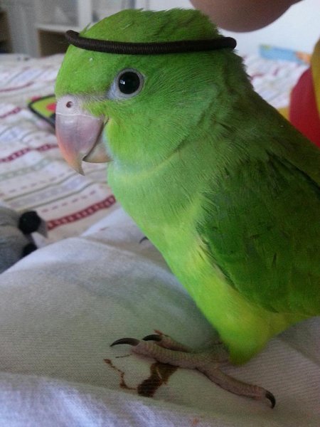 Louie as a baby sporting his headband.