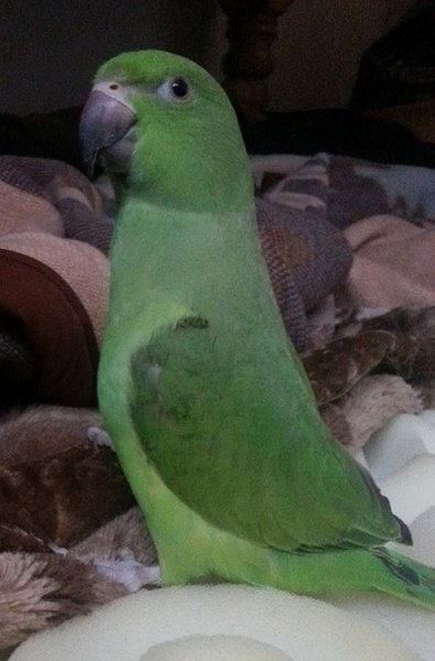 Louie at 9 months standing tall
