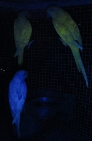 2014 green dom pieds and 2014 violet dom pied in UV light.JPG