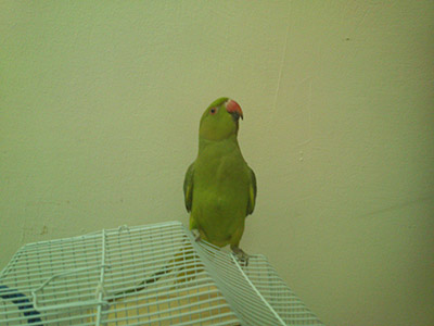 my parrot1 pic 1