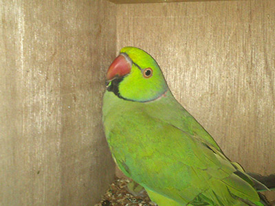 my parrot 2 pic1