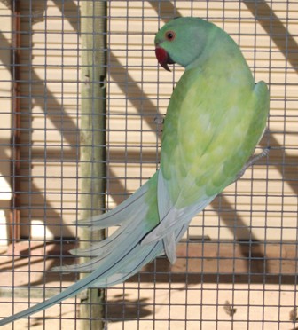 Dominant pied Turquiose blue cock  Rising one.JPG
