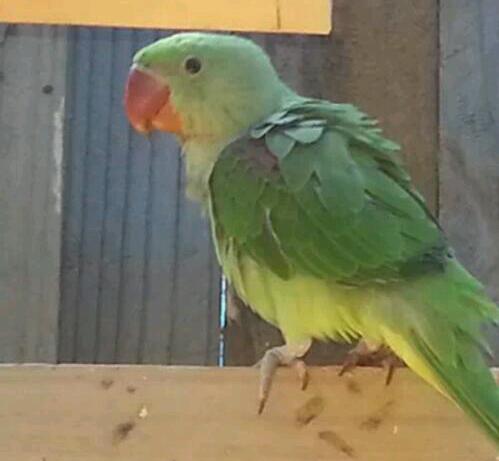 Sammy. Our first bird. Alexandrine.