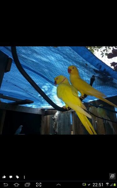 Sunrays.<br />His is sun and ray (cock). They are the parents to steggles.