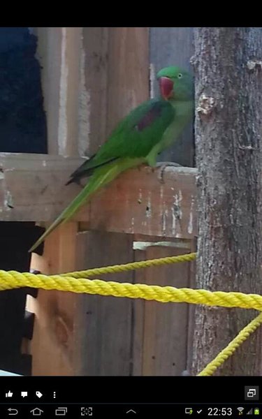 Alexis. Ringos gf. Very weary of humans.