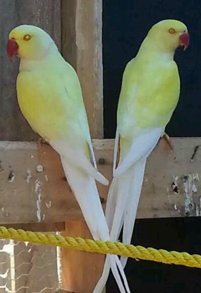 This is father and child.<br />White tip and buttercup.