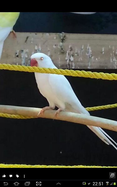 Snowball<br />She is bonded with white tip n mother to buttetcup