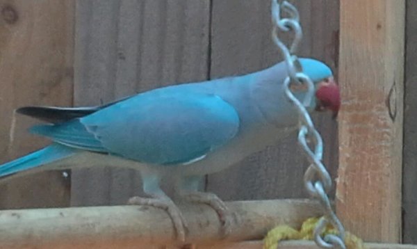 This is storm.<br /><br />Ometimes the color looks grey sometimes blue.