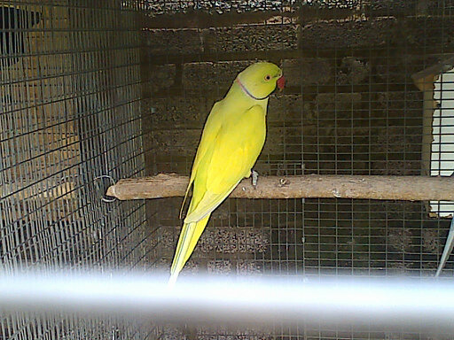 without flash