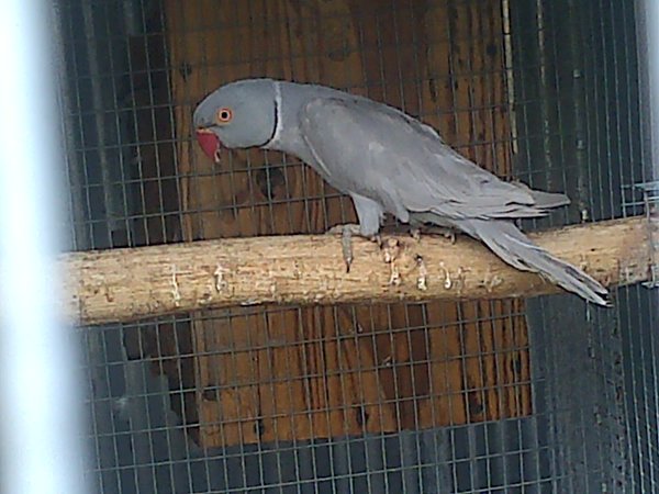 Grey Cinnamon edged/Dilute male.