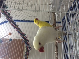 4 year old male in the background