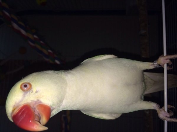 image.jpg
