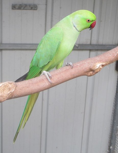 2012 Green split Clearhead.JPG