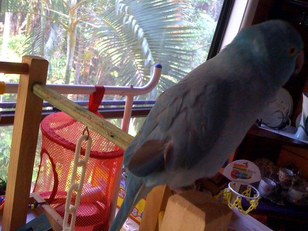 janey-feather02.jpg