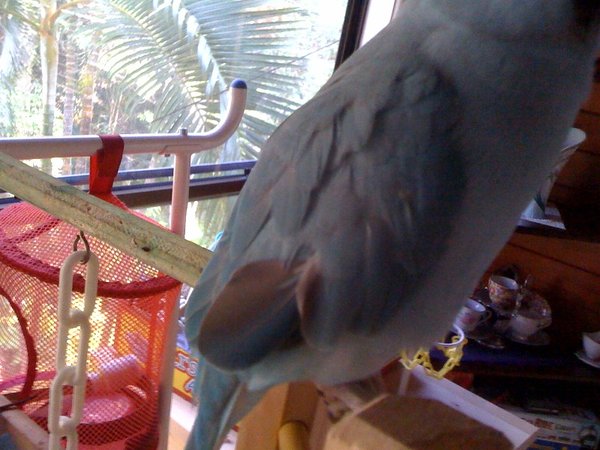 janey-feather01.jpg