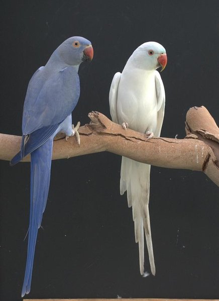 Forum - DF Blue Harelquin x Violet.JPG