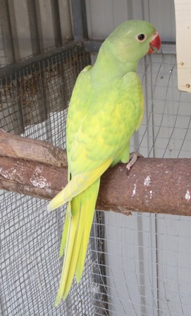 2012  green Harlequin pied (3).JPG