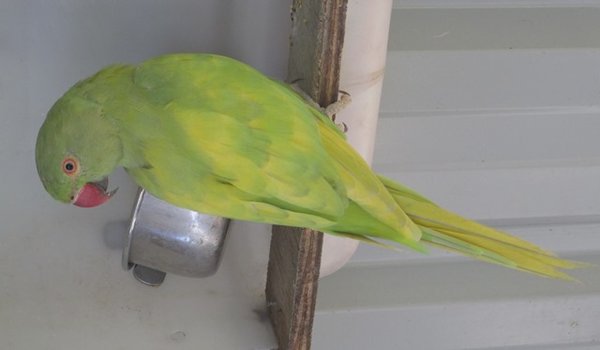 2012  Harlequin pied cock in December molt (2).JPG